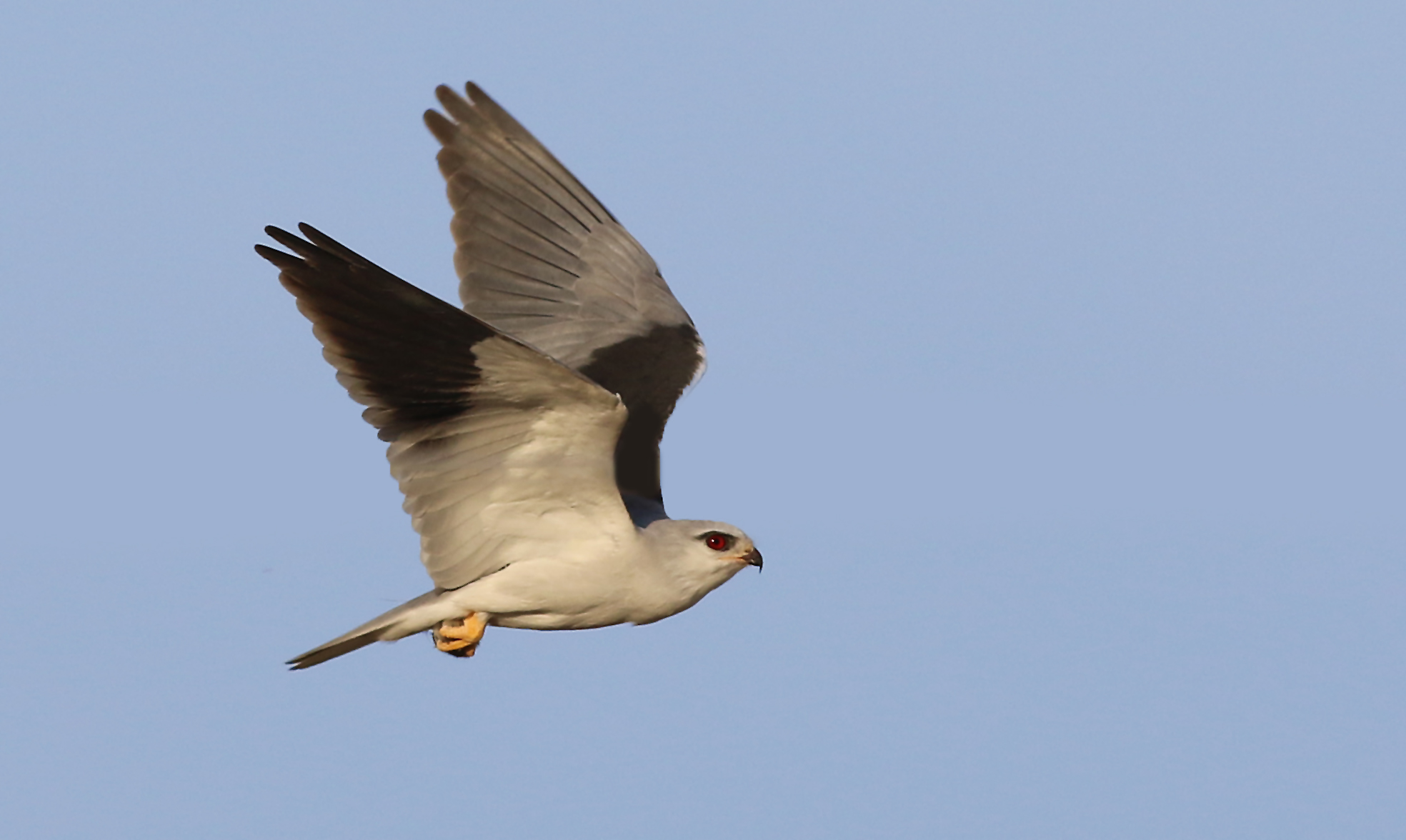 Black-winged Kite